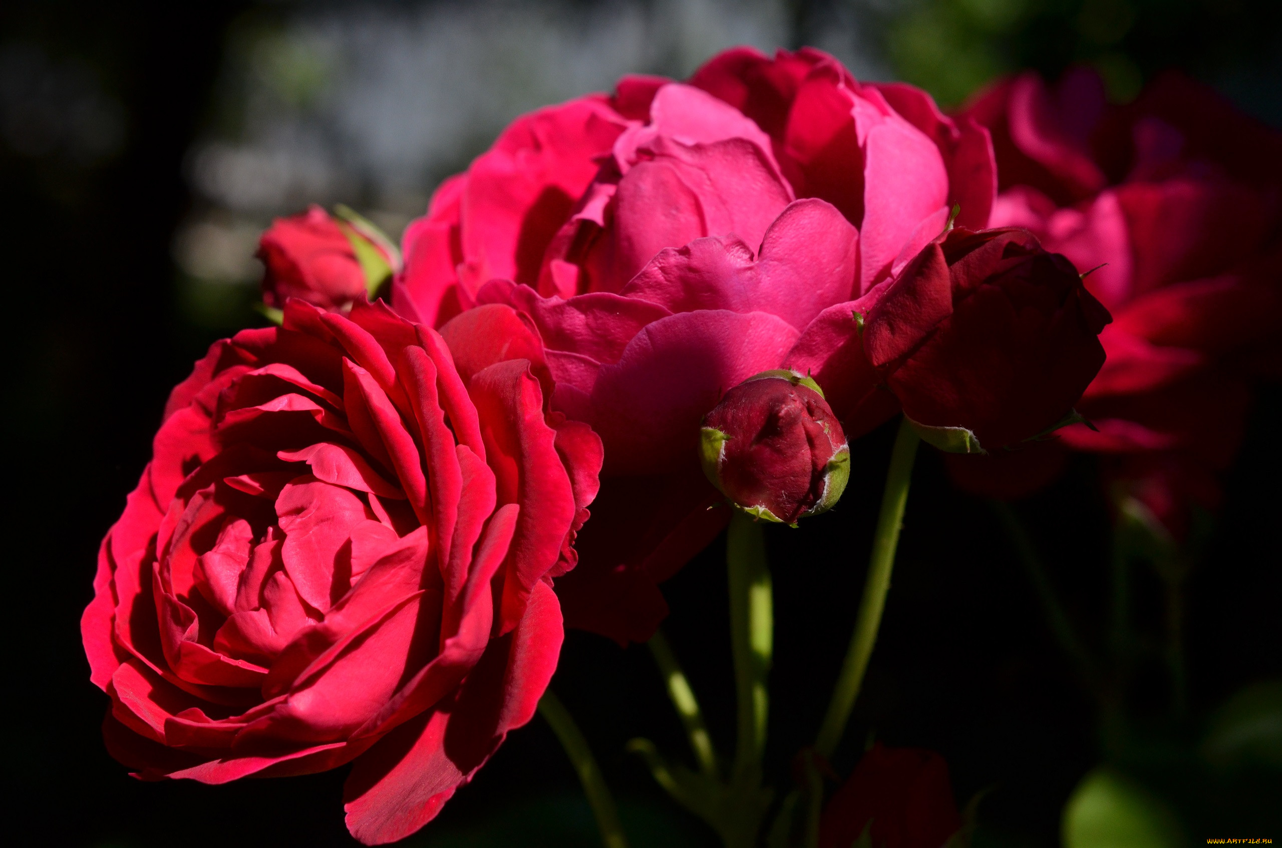 , , rose, blossoms, , , leaves, petals, bud, , , 